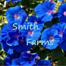 25 Seeds Blue Morning Glory Flowers Garden Planting Fast Growing 25 Seeds Blue Morning Glory Flowers Garden Planting Fast Growing