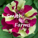 25 Seeds Double Pink Green Petunia Flowers Garden Planting Perennial Fast Growing 25 Seeds Double Pink Green Petunia Flowers Garden Planting Perennial Fast Growing
