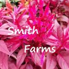 25 Seeds Celosia Flower Hot Pink Garden Flowers Fast Growing 25 Seeds Celosia Flower Hot Pink Garden Flowers Fast Growing