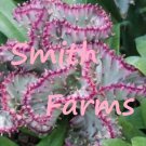 25 Seeds Pink Coral Cactus Succulent Garden Plant Fast Growing