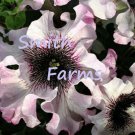 25 Seeds Black Pink & White Petunia Flowers Garden Planting Perennial Fast Growing 25 Seeds Black Pink & White Petunia Flowers Garden Planting Perennial Fast Growing