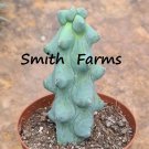 10 Seeds Myrtillocactus Geometrizans Cactus Boobie Cactus Fast Growing 10 Seeds Myrtillocactus Geometrizans Cactus Boobie Cactus Fast Growing