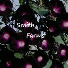 25 Seeds Morning Glory Black & Pink Picotee Ipmoea Vining Perennial Flower Fast Growing 25 Seeds Morning Glory Black & Pink Picotee Ipmoea Vining Perennial Flower Fast Growing