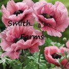 100 Seeds Pink Oriental Poppy Flowers Papaver Orientale Fast Growing 100 Seeds Pink Oriental Poppy Flowers Papaver Orientale Fast Growing