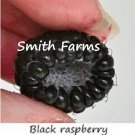 100 Seeds Black Raspberry Juicy Berries Raspberries Fast Growing