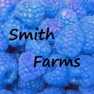 100 Seeds Blue Raspberry Berries Raspberries Garden Fresh Fruit Healthy Fast Growing