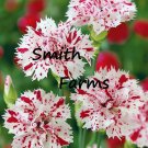 25 Seeds Red White Carnation Flowers Dianthus Caryophyllus Fast Growing 25 Seeds Red White Carnation Flowers Dianthus Caryophyllus Fast Growing