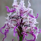 50 Seeds Monkey Tail Orchid Flowers Purple Orchis Simia Fast Growing 50 Seeds Monkey Tail Orchid Flowers Purple Orchis Simia Fast Growing