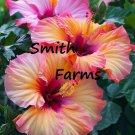 25 Seeds Tropical Hibiscus Flowers Hibiscus Rosa Sinensis Fast Growing 25 Seeds Tropical Hibiscus Flowers Hibiscus Rosa Sinensis Fast Growing