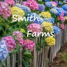 25 Seeds Rainbow Hydrangeas Flowers Hydrangea Macrophylla Bush Shrub Landscape Fast Growing 25 Seeds Rainbow Hydrangeas Flowers Hydrangea Macrophylla Bush Shrub Landscape Fast Growing