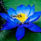 3 Seeds Deep Blue Lotus Flowers Kamal Nelumbo Nucifera Gaertner Water Lily Fast Growing