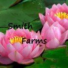 3 Seeds Pink Lotus Flowers Kamal Nelumbo Nucifera Gaertner Water Lily Fast Growing