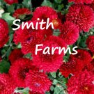 200 Seeds Ruby Red Chrysanthemum Flowers Mums Fast Growing 200 Seeds Ruby Red Chrysanthemum Flowers Mums Fast Growing