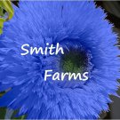 50 Seeds Blue Teddy Bear Sunflowers Planting Sun Flowers Fast Growing 50 Seeds Blue Teddy Bear Sunflowers Planting Sun Flowers Fast Growing