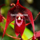 50 Seeds Red Monkey Face Orchid Flower Plant Dracula Spp  Fast Growing