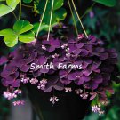 25 Seeds Oxalis Triangularis Flower Plant Purple Shamrock Fast Growing 25 Seeds Oxalis Triangularis Flower Plant Purple Shamrock Fast Growing