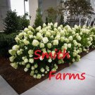 25 Seeds Fluffy White Hydrangeas Flower Plant Garden Plants Fast Growing 25 Seeds Fluffy White Hydrangeas Flower Plant Garden Plants Fast Growing