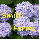 25 Seeds Light Purple Hydrangeas Flower Plant Garden Plants Fast Growing 25 Seeds Light Purple Hydrangeas Flower Plant Garden Plants Fast Growing