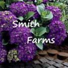 25 Seeds Deep Purple Hydrangeas Flower Plant Garden Plants Fast Growing 25 Seeds Deep Purple Hydrangeas Flower Plant Garden Plants Fast Growing