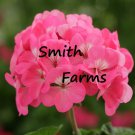 25 Seeds Pink Geranium Flowers Fast Growing 25 Seeds Pink Geranium Flowers Fast Growing