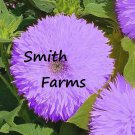 50 Seeds Purple Teddy Bear Sunflowers Planting Sun Flowers Fast Growing 50 Seeds Purple Teddy Bear Sunflowers Planting Sun Flowers Fast Growing