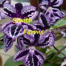 25 Seeds Streptocarpus Purple Flowers Polka Dot Fast Growing 25 Seeds Streptocarpus Purple Flowers Polka Dot Fast Growing
