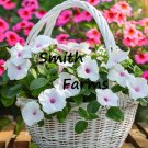 25 Seeds Vinca Mega Bloom Flowers White Polka Dot Catharanthus Roseus  Fast Growing