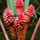25 Seeds Red Beehive Ginger Flower Zingiber Spectabile Fast Growing 25 Seeds Red Beehive Ginger Flower Zingiber Spectabile Fast Growing