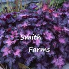 25 Seeds Dolce Wildberry Heuchera Flowers Coral Bells Purple Plant Fast Growing 25 Seeds Dolce Wildberry Heuchera Flowers Coral Bells Purple Plant Fast Growing