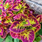 25 Seeds Red Pink Coleus Flower Plant Plectranthus Scutellarioides Fast Growing 25 Seeds Red Pink Coleus Flower Plant Plectranthus Scutellarioides Fast Growing