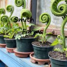 25 Seeds Curly Frizzle Sizzle Flower Albuca Spiralis Fast Growing 25 Seeds Curly Frizzle Sizzle Flower Albuca Spiralis Fast Growing