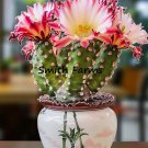 25 Seeds Unicorn Cactus Flowering Fast Growing 25 Seeds Unicorn Cactus Flowering Fast Growing