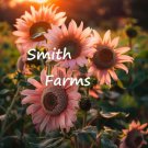 50 Seeds Midnight Oil Pink Sunflowers Beautiful Flowers Fast Growing 50 Seeds Midnight Oil Pink Sunflowers Beautiful Flowers Fast Growing