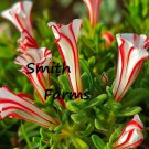 25 Seeds Candy Cane Sorrel Flowers Oxalis Versicolor  Fast Growing