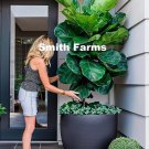3 Seeds Fiddle Leaf Fig Tree Plant Flower Ficus Lyrata  Fast Growing
