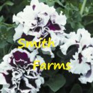 50 Seeds Double Purple White Petunia Flowers Garden Planting Perennial Fast Growing 50 Seeds Double Purple White Petunia Flowers Garden Planting Perennial Fast Growing