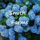 25 Seeds Blue Hydrangeas Flower Plant Garden Plants Fast Growing 25 Seeds Blue Hydrangeas Flower Plant Garden Plants Fast Growing