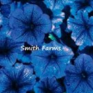 25 Seeds Ice Blue Petunia Flowers Brightly Colored Garden Fast Growing 25 Seeds Ice Blue Petunia Flowers Brightly Colored Garden Fast Growing