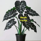 3 Seeds Alocasia Polly House Plant Fast Growing 3 Seeds Alocasia Polly House Plant Fast Growing