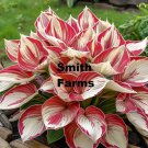 25 Seeds Candy Cane Coleus Flower Garden Landscape Fast Growing 25 Seeds Candy Cane Coleus Flower Garden Landscape Fast Growing