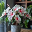 25 Seeds Angel Wings Begonia Flowers Yellow Planting Garden Fast Growing 25 Seeds Angel Wings Begonia Flowers Yellow Planting Garden Fast Growing