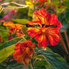 25 Seeds Red Yellow Four O’Clock Flowers Fast Growing 25 Seeds Red Yellow Four O’Clock Flowers Fast Growing