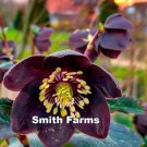 25 Seeds Black Hellebore Flowers Fast Growing 25 Seeds Black Hellebore Flowers Fast Growing