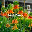 25 Seeds Orange Crown Imperial Flowers Fritillaria Imperialis Fast Growing 25 Seeds Orange Crown Imperial Flowers Fritillaria Imperialis Fast Growing