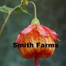 25 Seeds Red Orange Chinese Lantern Flowers Abutilon Fast Growing 25 Seeds Red Orange Chinese Lantern Flowers Abutilon Fast Growing