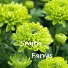 200 Seeds Lime Green Chrysanthemum Flowers Mums Fast Growing