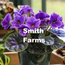 25 Seeds Purple African Violet Flowers Saintpaulia Fast Growing 25 Seeds Purple African Violet Flowers Saintpaulia Fast Growing