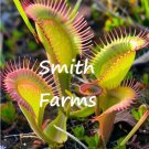 25 Seeds Venus Flytrap Dionaea Muscipula  Fast Growing