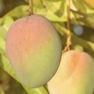 1 Seeds Kensington Pride Mango Fresh Fruit Planting Garden Fast Growing 1 Seeds Kensington Pride Mango Fresh Fruit Planting Garden Fast Growing