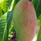 1 Seeds Valencia Pride Mango Fresh Fruit Planting Garden Fast Growing 1 Seeds Valencia Pride Mango Fresh Fruit Planting Garden Fast Growing